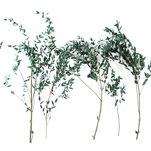 circulor-123 Ramo de Flores Verdes de Rama de Hojas de eucalipto Natural Esmerilado preservado de Hierba de Pampa pequeña Seca Natural para decoración del hogar