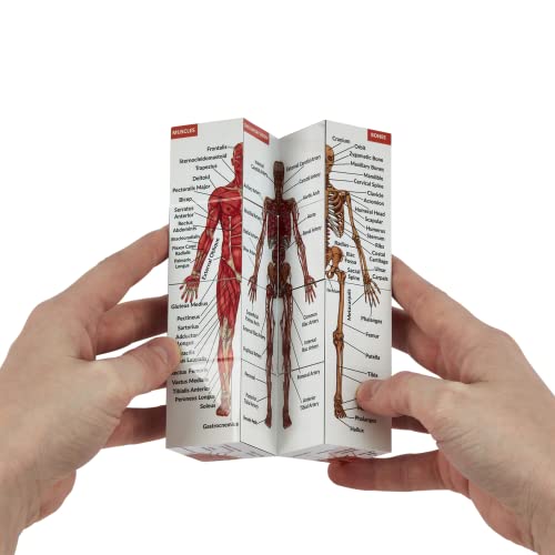 Cubo de estudio de anatomía humana | Estudia 9 partes del cuerpo humano | Guía de revisión de anatomía perfecta | Gran regalo para enfermeras y estudiantes de medicina