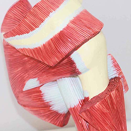JHGF Modelo de anatomía Muscular de la articulación del Hombro - Modelo anatómico médico de la articulación del Hombro Modelo de demostración de enseñanza - para exhibición de Estudio Modelo méd