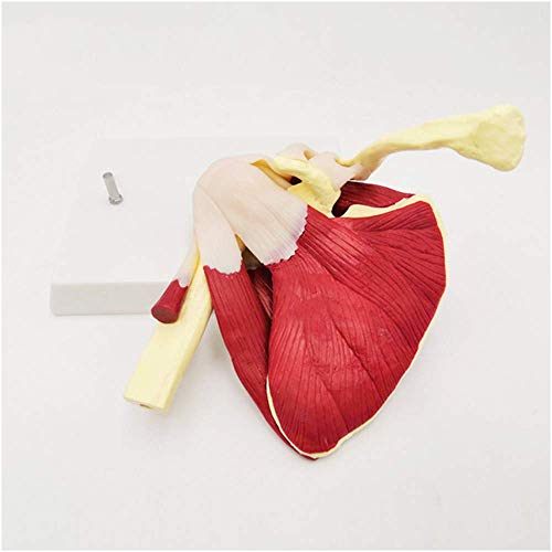 JHGF Modelo De Músculos De La Articulación del Hombro - Modelo Educativo Modelo De Articulación del Hombro con Clavícula, Húmero - Modelo De Anatomía Estándar Modelo De Articulación del Hombro H