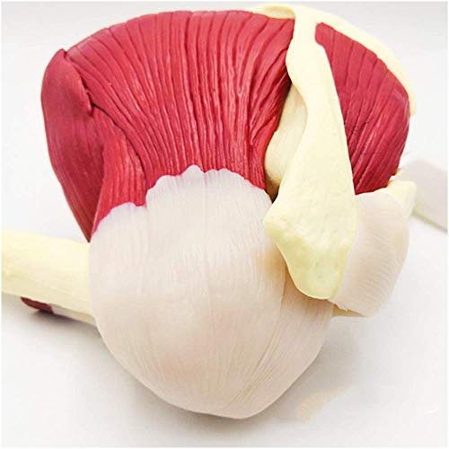 JHGF Modelo De Músculos De La Articulación del Hombro - Modelo Educativo Modelo De Articulación del Hombro con Clavícula, Húmero - Modelo De Anatomía Estándar Modelo De Articulación del Hombro H