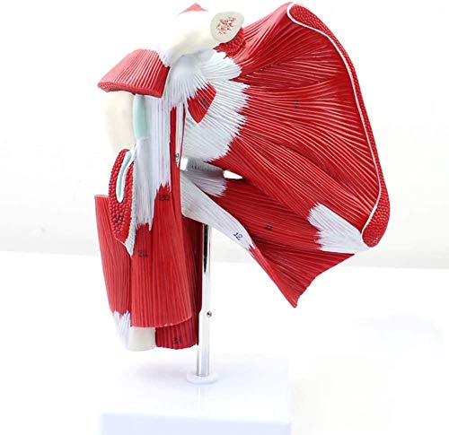 LBYLYH 3D Modelo anatómico de los Hombros, los músculos y los tendones Modelo de la articulación del Hombro, Conveniente para Ayuda Educación Médica