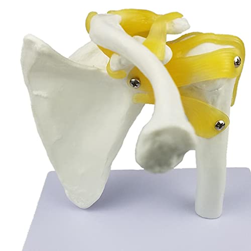 Milageto Modelo de Articulación de Hombro de Anatomía Humana con Ligamentos para Material Didáctico Escolar
