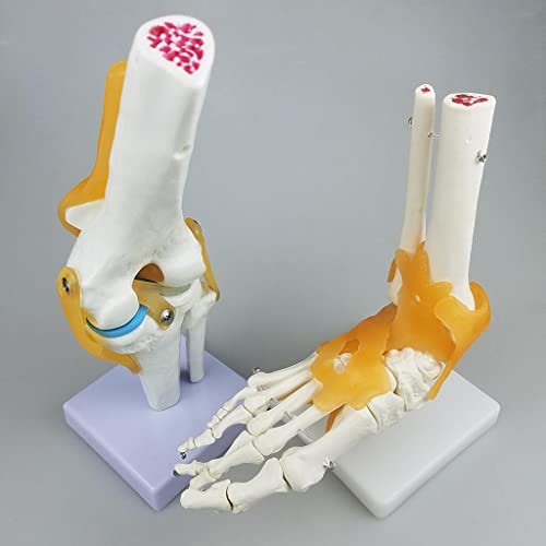 Milageto Modelo de Articulación de Hombro de Anatomía Humana con Ligamentos para Material Didáctico Escolar