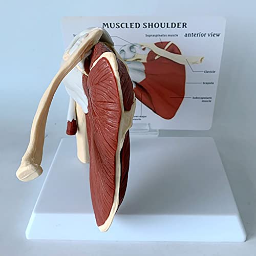 Modelo De Anatomía Del Músculo Del Hombro Humano | Modelo Del Hueso De La Clavícula Muestra | Modelo De La Articulación Del Hombro Con Manguito Rotador