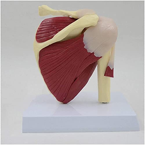 Modelo de anatomía Modelo de músculos de la articulación del hombro - Modelo de articulación humana Modelo de articulación del hombro con clavícula, húmero - para educación médica estándar Material di