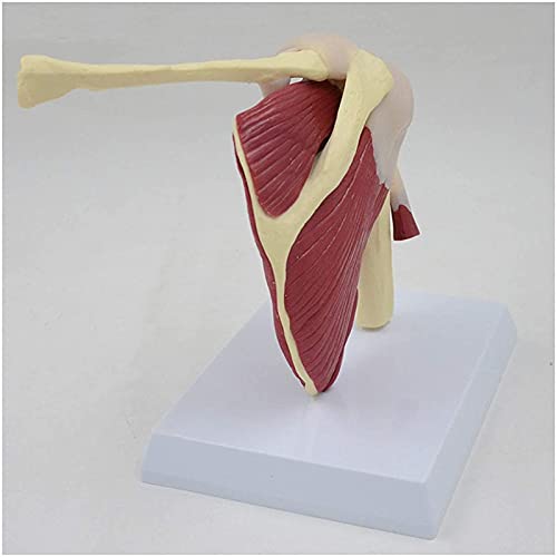Modelo de anatomía Modelo de músculos de la articulación del hombro - Modelo de articulación humana Modelo de articulación del hombro con clavícula, húmero - para educación médica estándar Material di