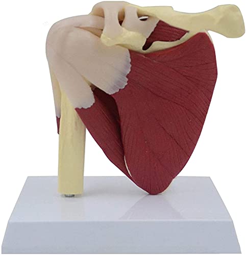 Modelo de anatomía Modelo de músculos de la articulación del hombro - Modelo de articulación humana Modelo de articulación del hombro con clavícula, húmero - para educación médica estándar Material di