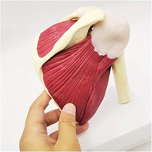 Modelo de anatomía, modelo de músculos de la articulación del hombro - Modelo educativo Modelo de articulación del hombro con clavícula, húmero - Modelo de anatomía estándar Modelo de articulación del