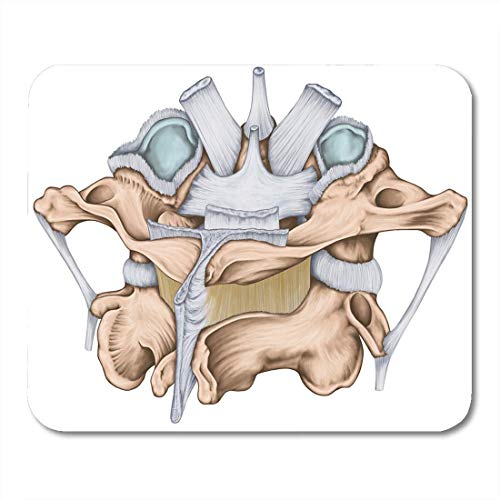 Rae Esthe Alfombrillas de ratón los ligamentos de la Mediana Atlas Articular atlantoaxial y Alfombrilla de ratón Axis para portátiles, Alfombrillas de Escritorio Suministros de Oficina
