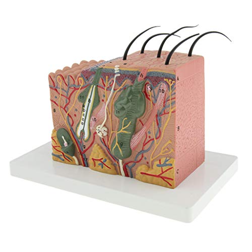yotijar 35X Modelo Anatómico de Piel Humana Dermatología Médica Biología Ayudas para