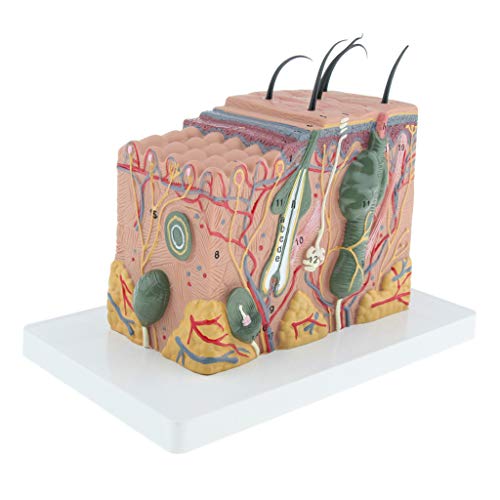 yotijar 35X Modelo Anatómico de Piel Humana Dermatología Médica Biología Ayudas para