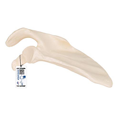 3B Scientific A45/4 Modelo Anatómico Humano - Modelo de Escápula Humana + Software de Anatomía - 3B Smart Anatomy