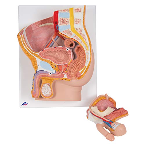 3B Scientific H11 Modelo de anatomía humana Pelvis Masculina, 2 Piezas + software de anatomía gratuito - 3B Smart Anatomy