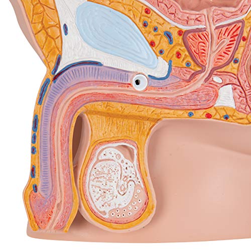 3B Scientific H11 Modelo de anatomía humana Pelvis Masculina, 2 Piezas + software de anatomía gratuito - 3B Smart Anatomy