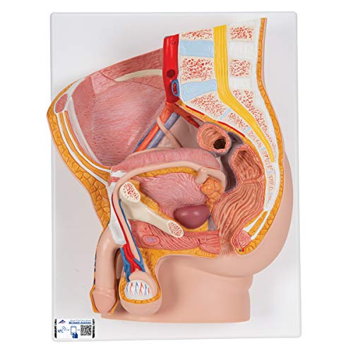 3B Scientific H11 Modelo de anatomía humana Pelvis Masculina, 2 Piezas + software de anatomía gratuito - 3B Smart Anatomy