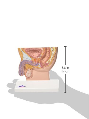 3B Scientific H12 Modelo de anatomía humana Sección Trasversal de la Pelvis Masculina, Tamaño Natural + software de anatomía gratuito - 3B Smart Anatomy