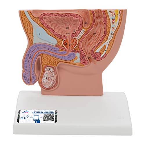 3B Scientific H12 Modelo de anatomía humana Sección Trasversal de la Pelvis Masculina, Tamaño Natural + software de anatomía gratuito - 3B Smart Anatomy