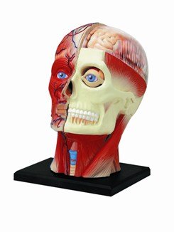4D Vision Human Head Anatomy Model by Fame Master