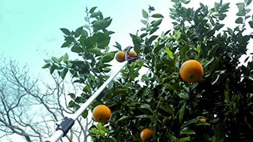 Altuna 90101 - Recogefrutas de 3 pinzas telescópico para llegar a todas las altura, extensible de 1,3-2 m