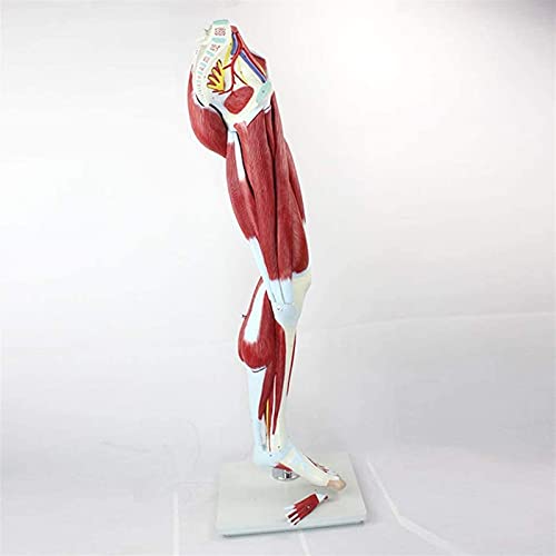 Anatomía Humano Modelo de anatomía, modelo anatómico muscular de la pierna humana - Modelos de ciencia de la anatomía humana - Modelo de enseñanza de anatomía nerviosa vascular muscular inferior - Ayu