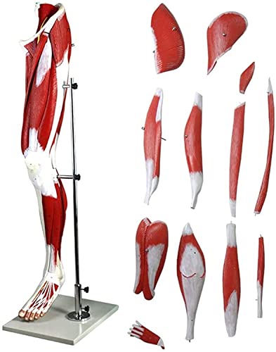 Anatomía Modelo, Modelo educativo Pierna humana Músculo Modelo Anatómico Anatomía Humana Anatomía Ciencia Modelos Baja Extremidad Músculo Vascular Anatomía Anatomía Modelo Enseñanza Modelo Ayuda, Mode