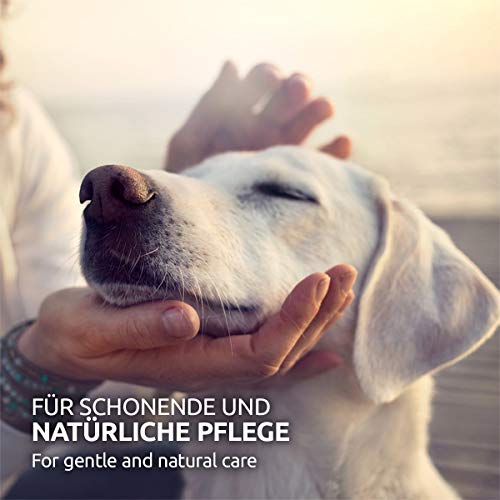 AniForte Aceite para el oído Perros, Gatos, Roedores 50ml - Cuidado de los ácaros del oído, ácaros de Las Gotas para el oído, Hongos de levadura, picor en el oído, Descarga