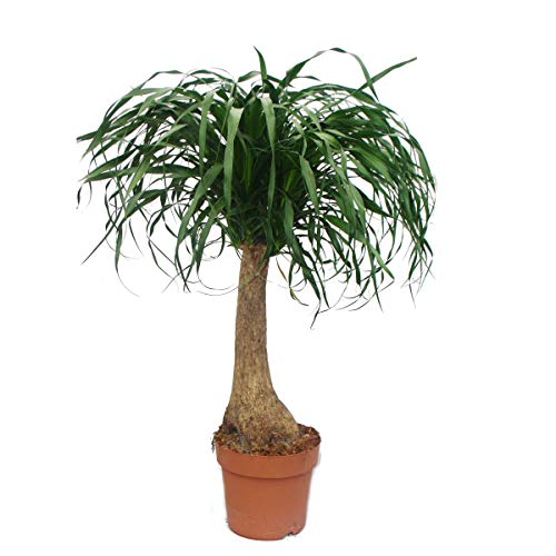 Beaucarnea (Nolina), elephant foot, 19cm, straight trunk