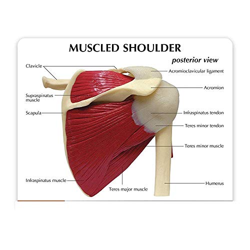 BJH Shoulder Joint Model with Ligament Musculoskeletal Structure, Clavicle, Humerus, Scapula and Shoulder Structure, Used for Doctors Office Educational Tool