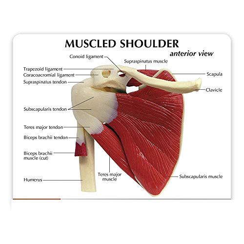 BJH Shoulder Joint Model with Ligament Musculoskeletal Structure, Clavicle, Humerus, Scapula and Shoulder Structure, Used for Doctors Office Educational Tool