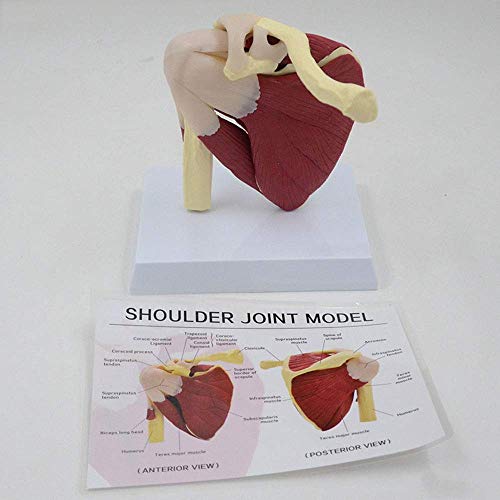 BJH Shoulder Joint Model with Ligament Musculoskeletal Structure, Clavicle, Humerus, Scapula and Shoulder Structure, Used for Doctors Office Educational Tool
