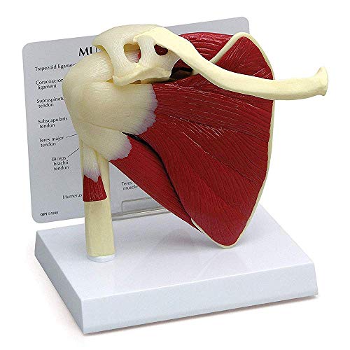 BJH Shoulder Joint Model with Ligament Musculoskeletal Structure, Clavicle, Humerus, Scapula and Shoulder Structure, Used for Doctors Office Educational Tool