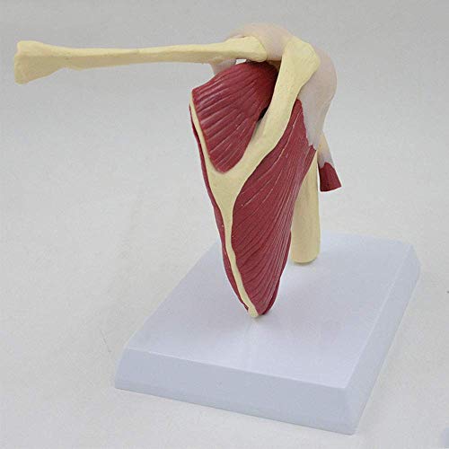BJH Shoulder Joint Model with Ligament Musculoskeletal Structure, Clavicle, Humerus, Scapula and Shoulder Structure, Used for Doctors Office Educational Tool