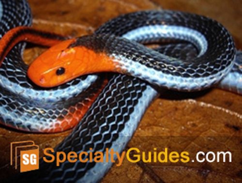 Blue Malaysian Coral Snake Care Guide (English Edition)