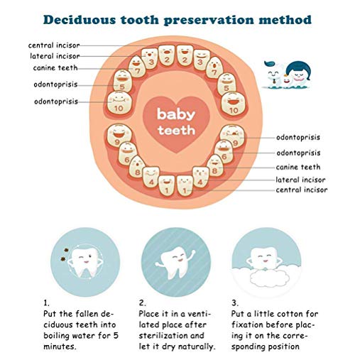Caja Dientes Leche, Caja para Guardar Dientes para Niños y Niñas, Regalo para Niños en Madera de Souvenir, Acumulación de Dientes