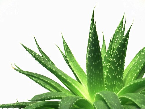 Crema Facial Regeneradora con Aloe Vera - 50 ml - Cicatrizante y Nutritiva para todo tipo de Pieles - Fabricado en España en Plantaciones Ecológicas - Cosmética Natural - Verdaloe