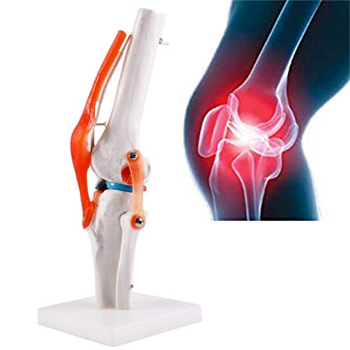 Esqueleto De La Mano Derecha, Articulación De Codo, Articulación Del Hombro, Articulación De Tobillo, Articulación De Rodilla, Articulación De Hip, Esqueleto, Modelo De Anatomía Humana 1:1,Kneejoint