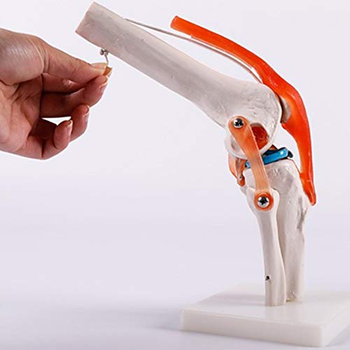 Esqueleto De La Mano Derecha, Articulación De Codo, Articulación Del Hombro, Articulación De Tobillo, Articulación De Rodilla, Articulación De Hip, Esqueleto, Modelo De Anatomía Humana 1:1,Kneejoint