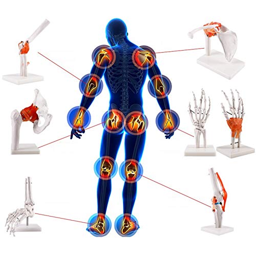 Esqueleto De La Mano Derecha, Articulación De Codo, Articulación Del Hombro, Articulación De Tobillo, Articulación De Rodilla, Articulación De Hip, Esqueleto, Modelo De Anatomía Humana 1:1,Kneejoint