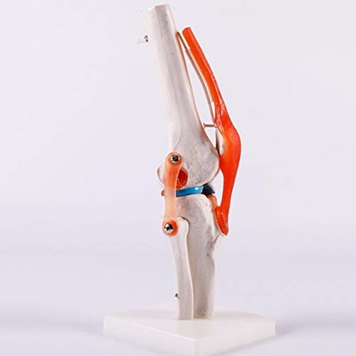 Esqueleto De La Mano Derecha, Articulación De Codo, Articulación Del Hombro, Articulación De Tobillo, Articulación De Rodilla, Articulación De Hip, Esqueleto, Modelo De Anatomía Humana 1:1,Kneejoint