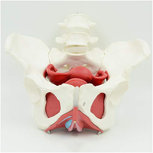 FHUILI Modelo Femenino de la Pelvis - Órganos Humanos anatomía de la Pelvis de Modelo - Tamaño Vida Pelvis órgano Modelo Incluyen útero, Colon y vejiga para la Ciencia médica Estudio de Enseñanza,A