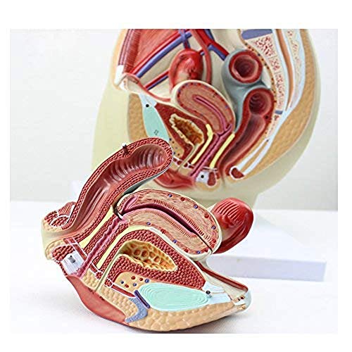 HaoLi Modelo de ensamblaje Modelo de anatomía pélvica Femenina Modelo de sección sagital de 3 Partes Que Muestra una anatomía Importante de la región pélvica