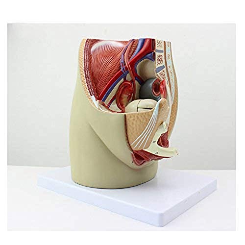 HaoLi Modelo de ensamblaje Modelo de anatomía pélvica Femenina Modelo de sección sagital de 3 Partes Que Muestra una anatomía Importante de la región pélvica