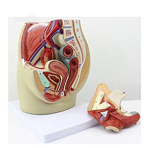 HaoLi Modelo de ensamblaje Modelo de anatomía pélvica Femenina Modelo de sección sagital de 3 Partes Que Muestra una anatomía Importante de la región pélvica