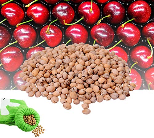 Huesos de cereza - 1 kg/25 kg - Núcleos para cojín de granos de cerezo Talla:10kg