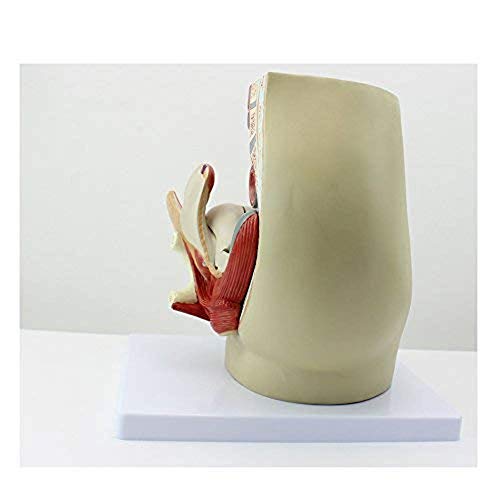 HYCy Modelo de anatomía pélvica Femenina El Modelo de sección sagital de 3 Partes Muestra una anatomía Importante de la región pélvica