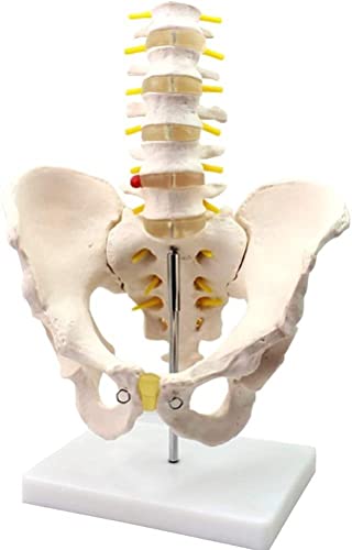 LLC- SUDA Modelo de anatomía Anatomía Humana Modelo de Pelvis Masculino con Cinco Modelos de vértebras lumbares Ayuda de Entrenamiento Educativo médico