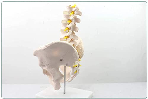 LLC- SUDA Modelo de anatomía Anatomía Humana Modelo de Pelvis Masculino con Cinco Modelos de vértebras lumbares Ayuda de Entrenamiento Educativo médico