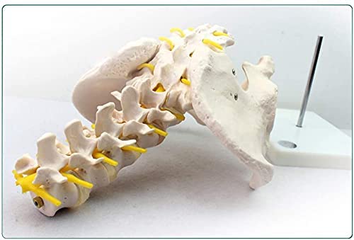 LLC- SUDA Modelo de anatomía Anatomía Humana Modelo de Pelvis Masculino con Cinco Modelos de vértebras lumbares Ayuda de Entrenamiento Educativo médico