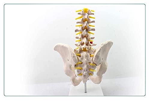 LLC- SUDA Modelo de anatomía Anatomía Humana Modelo de Pelvis Masculino con Cinco Modelos de vértebras lumbares Ayuda de Entrenamiento Educativo médico
